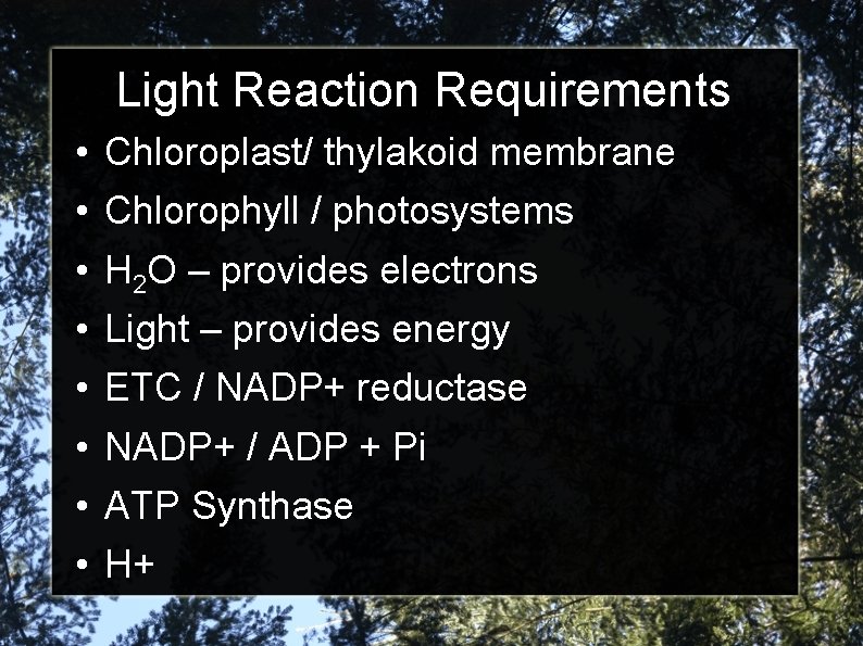 Light Reaction Requirements • • Chloroplast/ thylakoid membrane Chlorophyll / photosystems H 2 O
