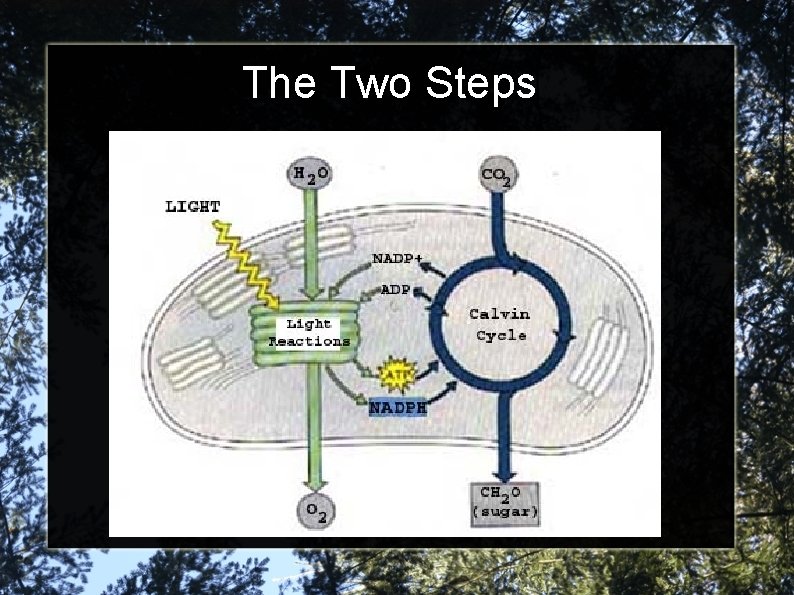 The Two Steps 