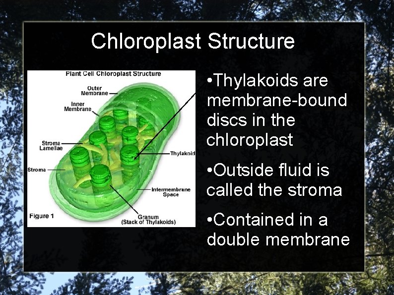 Chloroplast Structure • Thylakoids are membrane-bound discs in the chloroplast • Outside fluid is