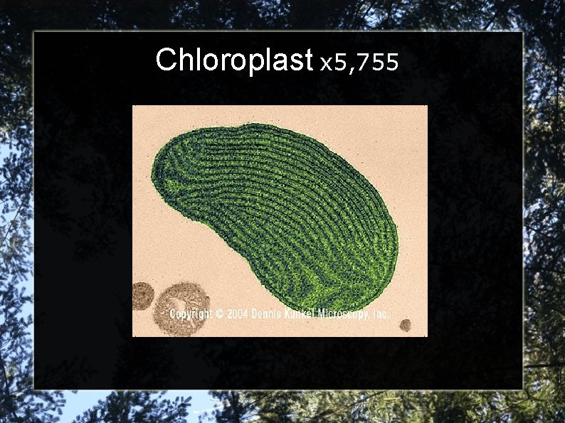 Chloroplast x 5, 755 