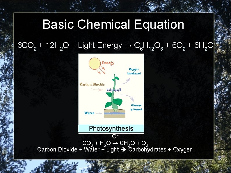 Basic Chemical Equation 6 CO 2 + 12 H 2 O + Light Energy