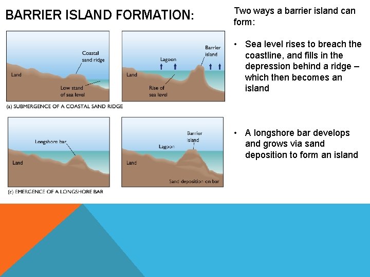 BARRIER ISLAND FORMATION: Two ways a barrier island can form: • Sea level rises