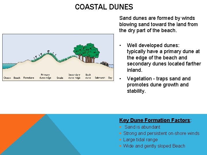 COASTAL DUNES Sand dunes are formed by winds blowing sand toward the land from