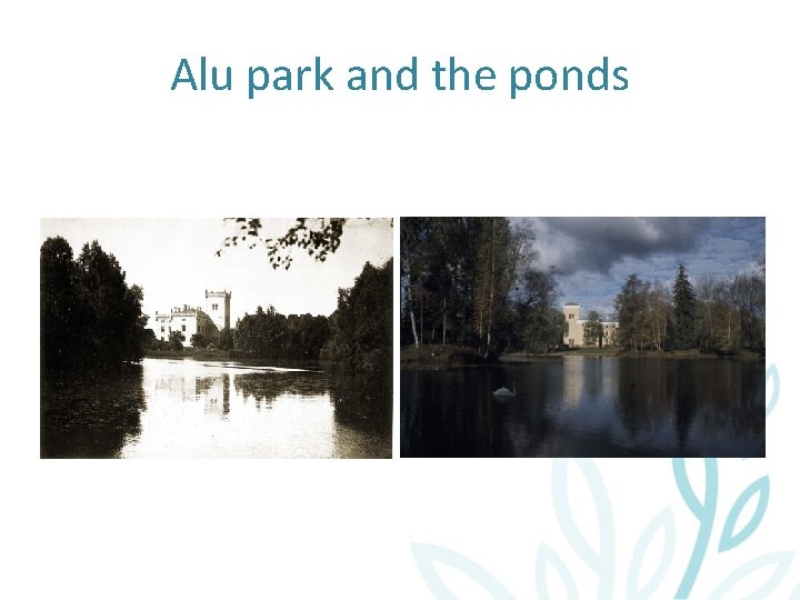 Alu park and the ponds 