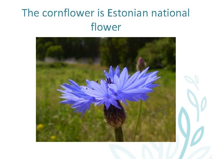 The cornflower is Estonian national flower 