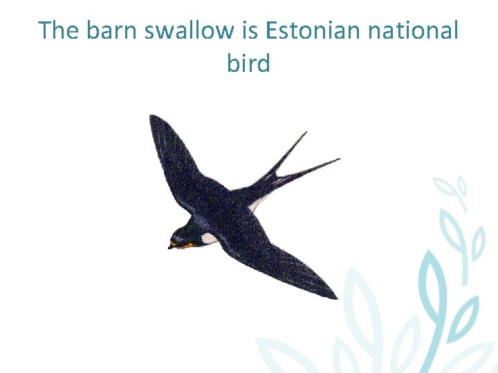 The barn swallow is Estonian national bird 