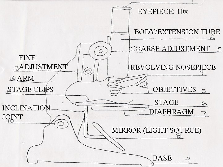 EYEPIECE: 10 x BODY/EXTENSION TUBE COARSE ADJUSTMENT FINE ADJUSTMENT ARM STAGE CLIPS INCLINATION JOINT