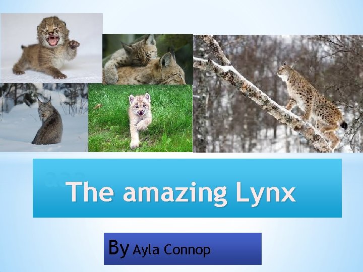 aaa The amazing Lynx By Ayla Connop 