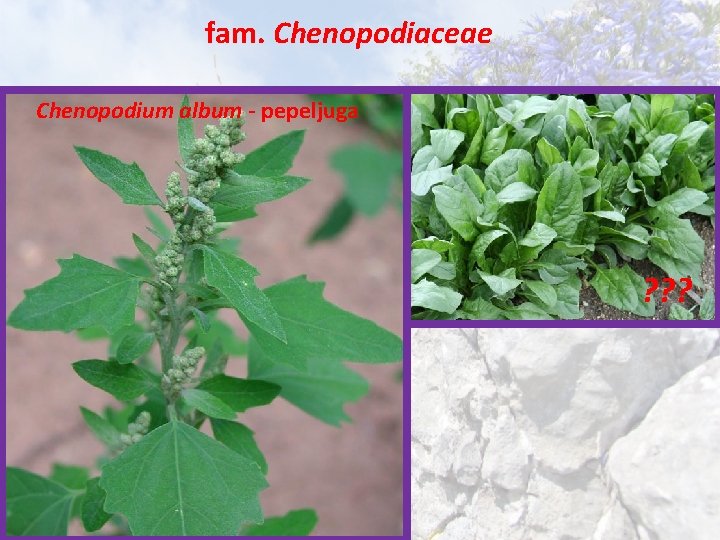 fam. Chenopodiaceae Chenopodium album - pepeljuga ? ? ? 