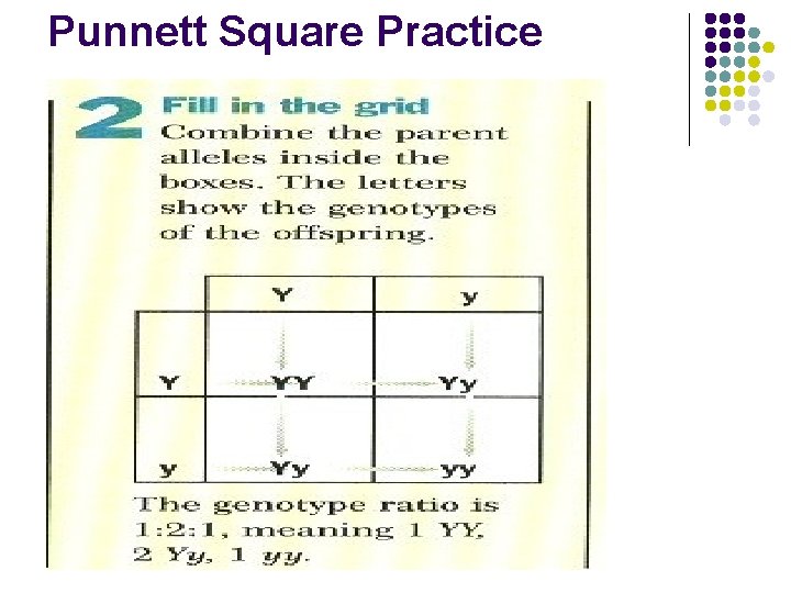 Punnett Square Practice 