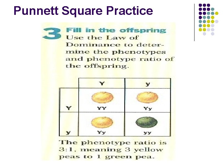 Punnett Square Practice 