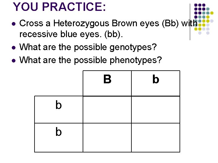 YOU PRACTICE: l l l Cross a Heterozygous Brown eyes (Bb) with recessive blue