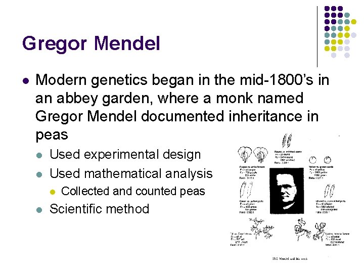 Gregor Mendel l Modern genetics began in the mid-1800’s in an abbey garden, where