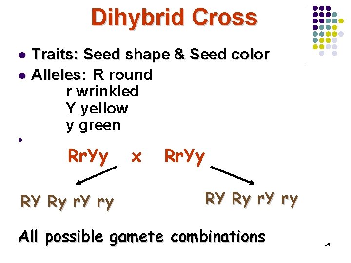 Dihybrid Cross Traits: Seed shape & Seed color l Alleles: R round r wrinkled