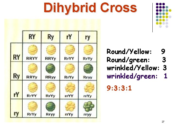 Dihybrid Cross Round/Yellow: 9 Round/green: 3 wrinkled/Yellow: 3 wrinkled/green: 1 9: 3: 3: 1