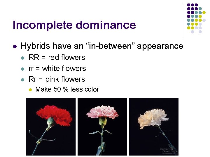 Incomplete dominance l Hybrids have an “in-between” appearance l l l RR = red