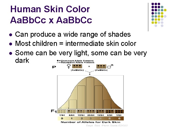 Human Skin Color Aa. Bb. Cc x Aa. Bb. Cc l l l Can