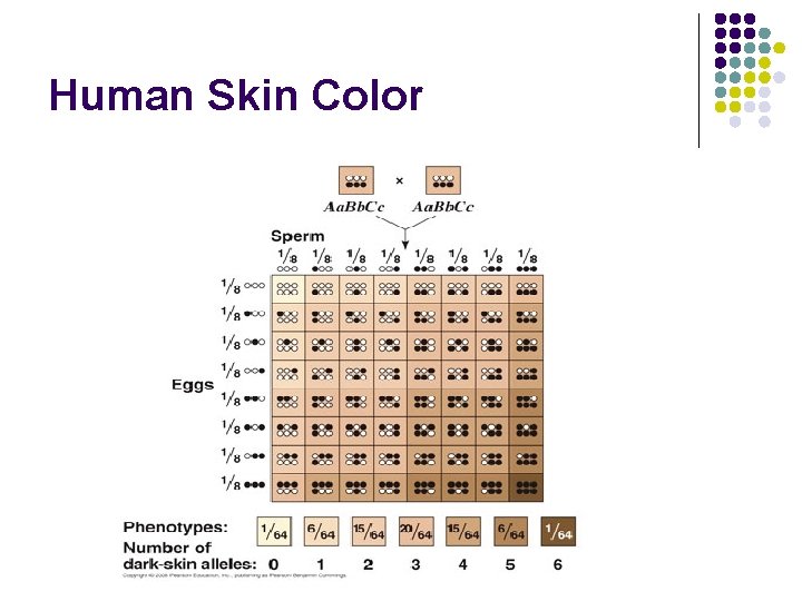 Human Skin Color 