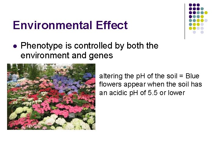 Environmental Effect l Phenotype is controlled by both the environment and genes altering the