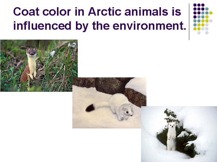 Coat color in Arctic animals is influenced by the environment. Coat color in Arctic animals is influenced by the environment.