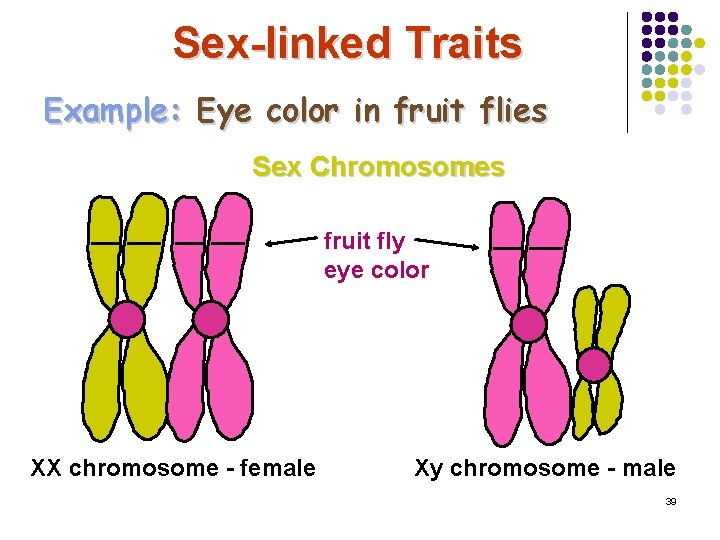 Sex-linked Traits Example: Eye color in fruit flies Sex Chromosomes fruit fly eye color Sex-linked Traits Example: Eye color in fruit flies Sex Chromosomes fruit fly eye color