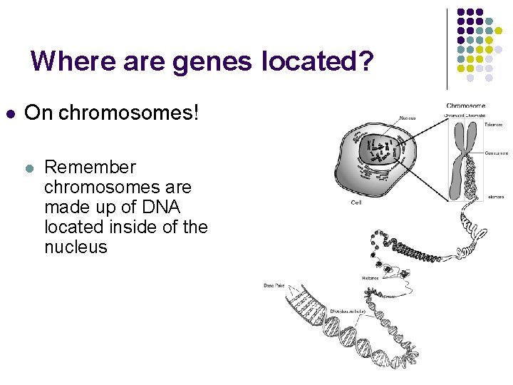 Where are genes located? l On chromosomes! l Remember chromosomes are made up of Where are genes located? l On chromosomes! l Remember chromosomes are made up of