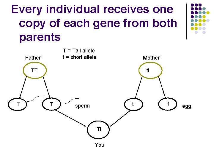 Every individual receives one copy of each gene from both parents T = Tall Every individual receives one copy of each gene from both parents T = Tall