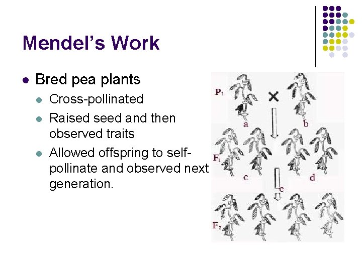 Mendel’s Work l Bred pea plants l l l Cross-pollinated Raised seed and then