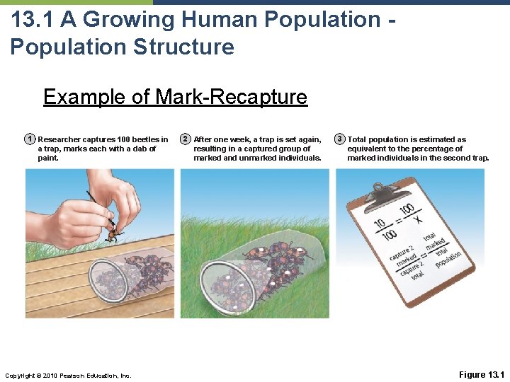 13. 1 A Growing Human Population Structure Example of Mark-Recapture 1 Researcher captures 100