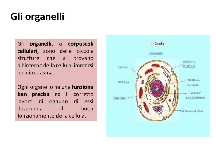 Gli organelli, o corpuscoli cellulari, sono delle piccole strutture che si trovano all’interno della