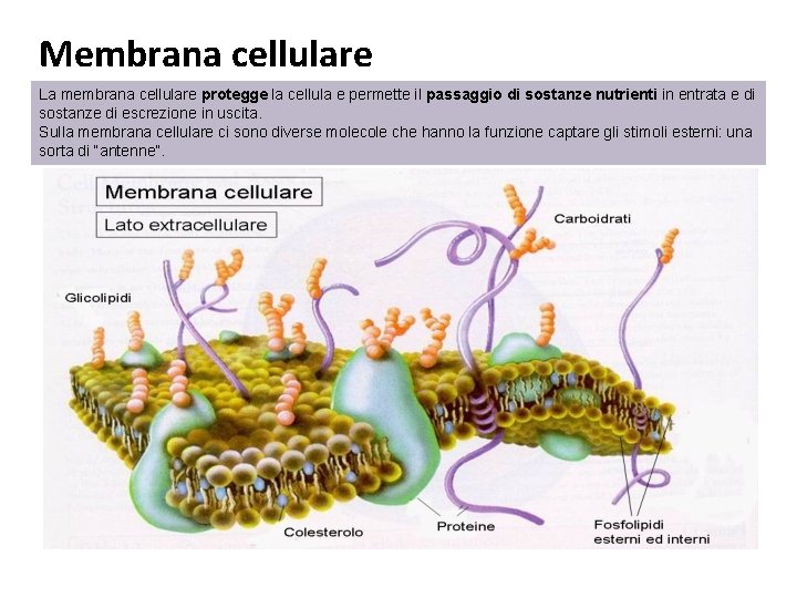 Membrana cellulare La membrana cellulare protegge la cellula e permette il passaggio di sostanze