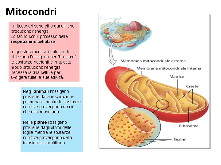 Mitocondri I mitocondri sono gli organelli che producono l’energia. Lo fanno con il processo