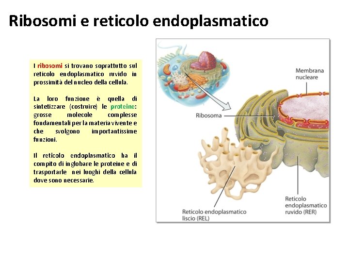 Ribosomi e reticolo endoplasmatico I ribosomi si trovano soprattutto sul reticolo endoplasmatico ruvido in