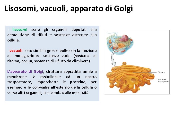 Lisosomi, vacuoli, apparato di Golgi I lisosomi sono gli organelli deputati alla demolizione di