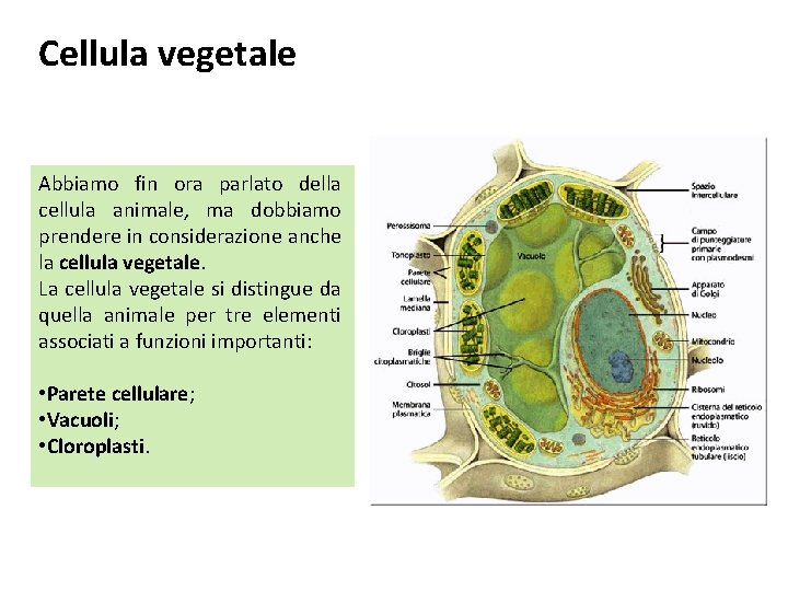 Cellula vegetale Abbiamo fin ora parlato della cellula animale, ma dobbiamo prendere in considerazione