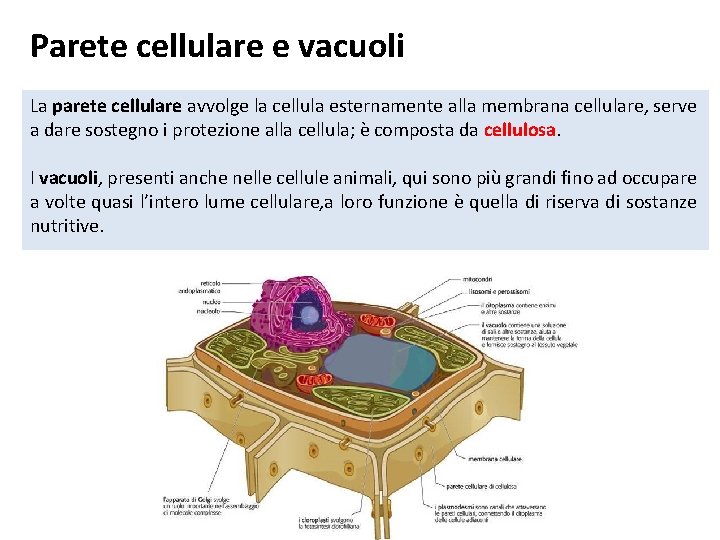 Parete cellulare e vacuoli La parete cellulare avvolge la cellula esternamente alla membrana cellulare,