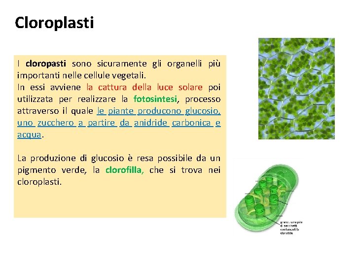 Cloroplasti I cloropasti sono sicuramente gli organelli più importanti nelle cellule vegetali. In essi