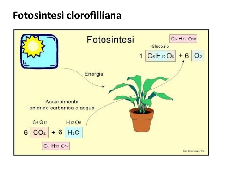 Fotosintesi clorofilliana 