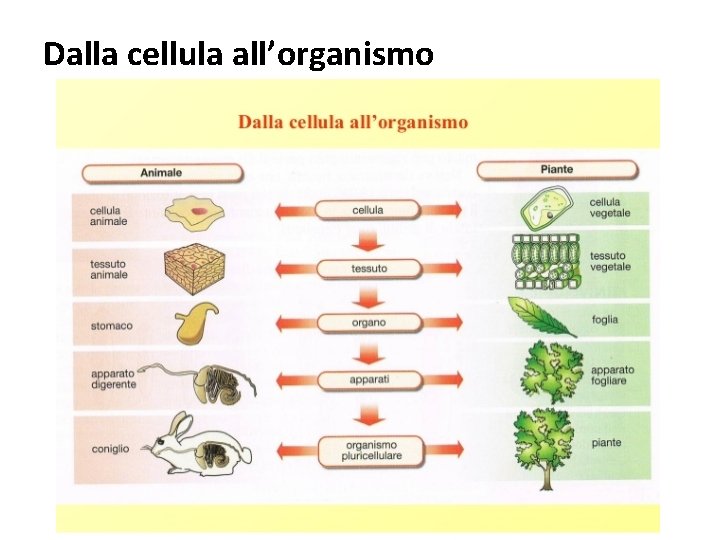 Dalla cellula all’organismo 