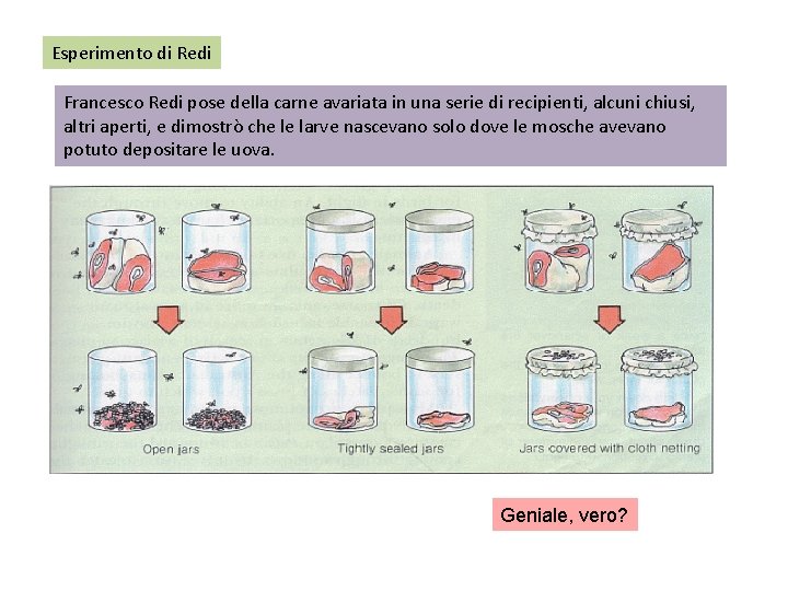 Esperimento di Redi Francesco Redi pose della carne avariata in una serie di recipienti,