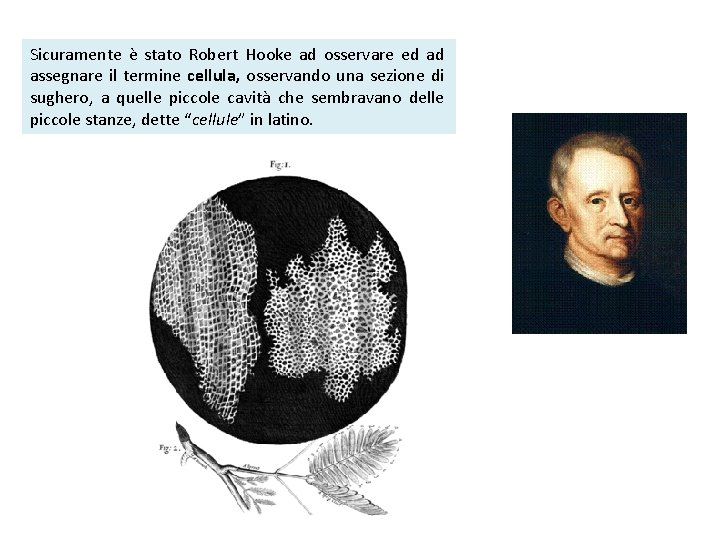 Sicuramente è stato Robert Hooke ad osservare ed ad assegnare il termine cellula, osservando