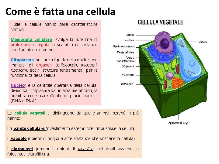 Come è fatta una cellula Tutte le cellule hanno delle caratteristiche comuni: Membrana cellulare: