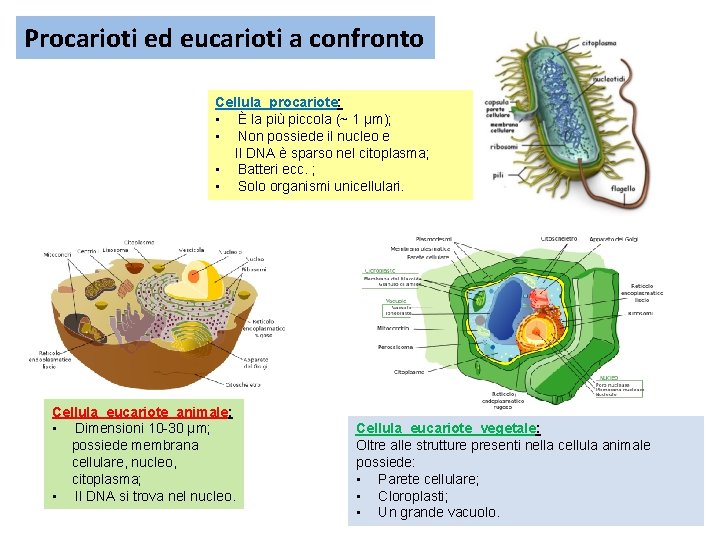 Procarioti ed eucarioti a confronto Cellula procariote: • È la più piccola (~ 1