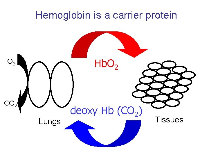 Hemoglobin is a carrier protein Hb. O 2 CO 2 Lungs deoxy Hb (CO