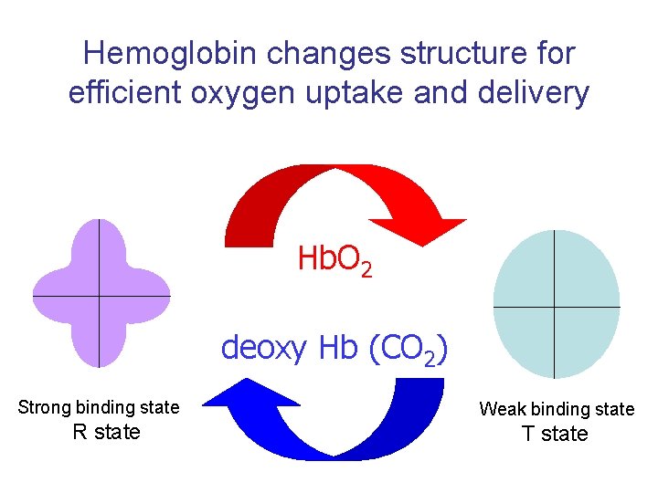 Hemoglobin changes structure for efficient oxygen uptake and delivery Hb. O 2 deoxy Hb