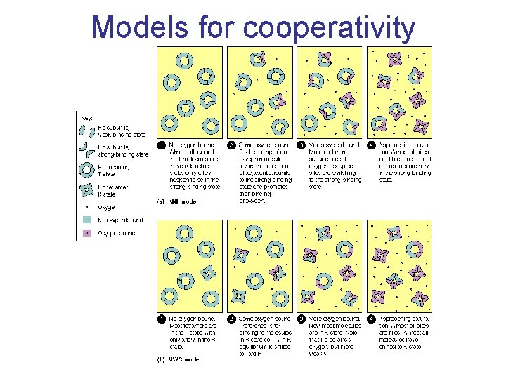 Models for cooperativity 