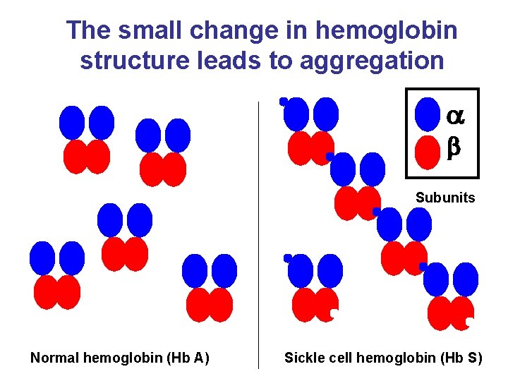 The small change in hemoglobin structure leads to aggregation a b Subunits Normal hemoglobin