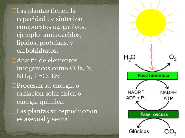 �Las plantas tienen la capacidad de sintetizar compuestos o 4 rganicos, ejemplo: aminoacidos, lipidos,