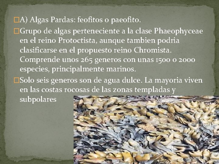 �A) Algas Pardas: feofitos o paeofito. �Grupo de algas perteneciente a la clase Phaeophyceae