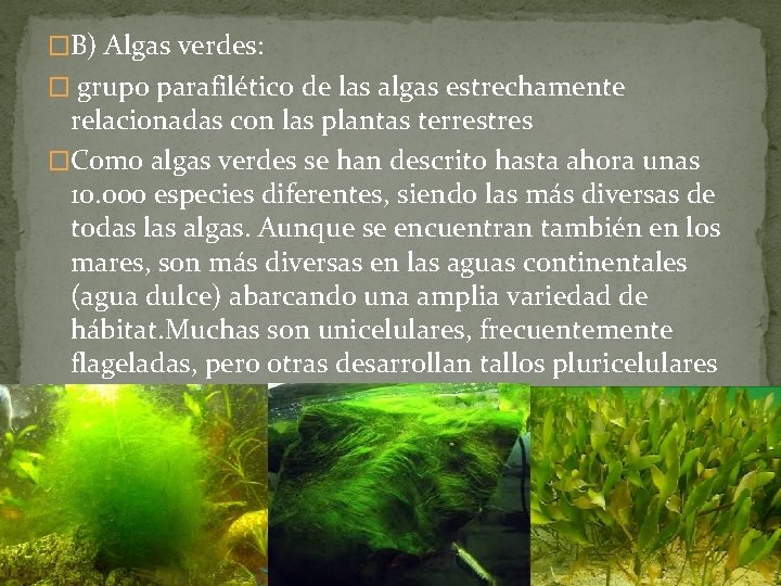 �B) Algas verdes: � grupo parafilético de las algas estrechamente relacionadas con las plantas